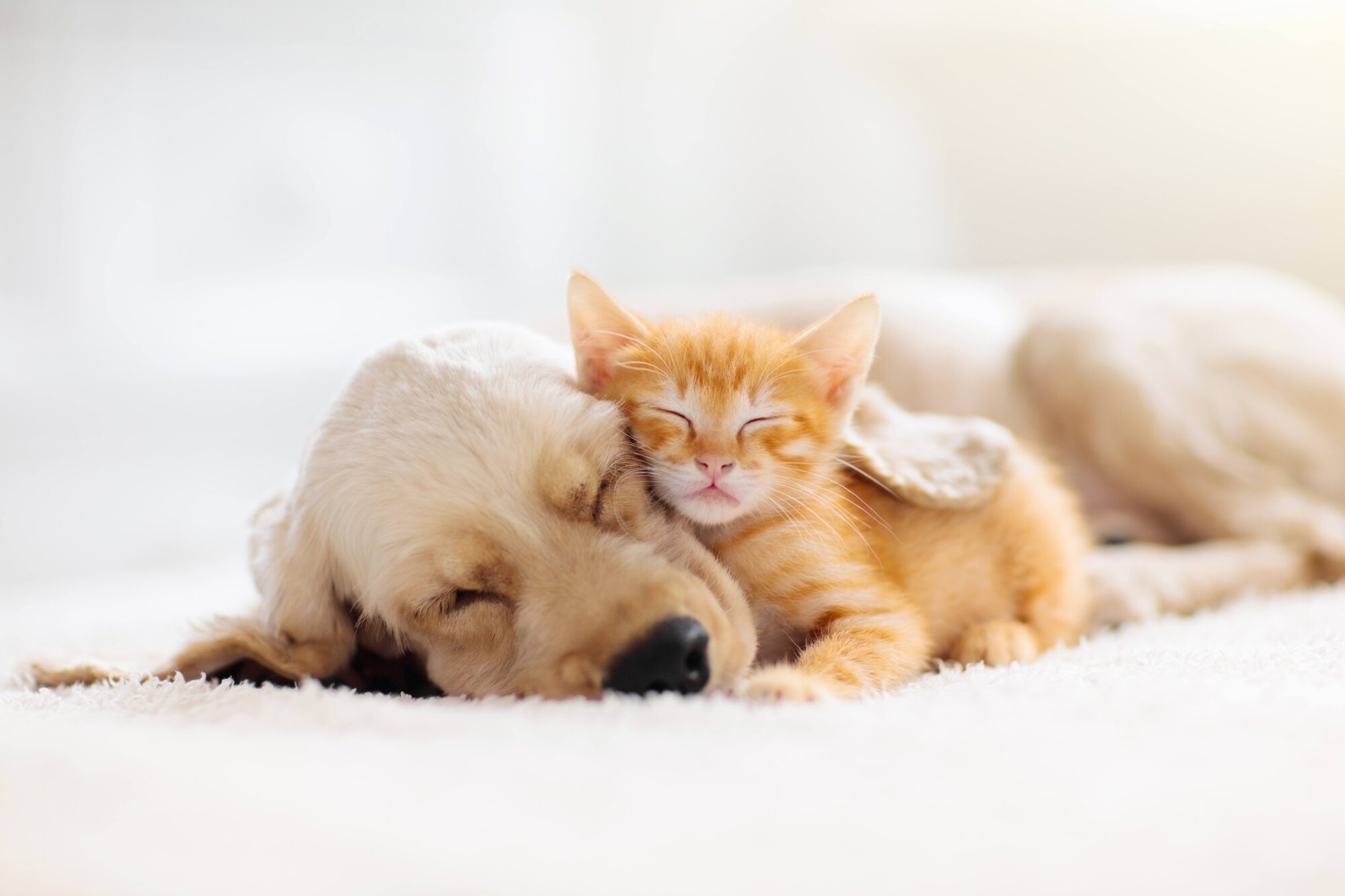 dog and cat laying next to each other